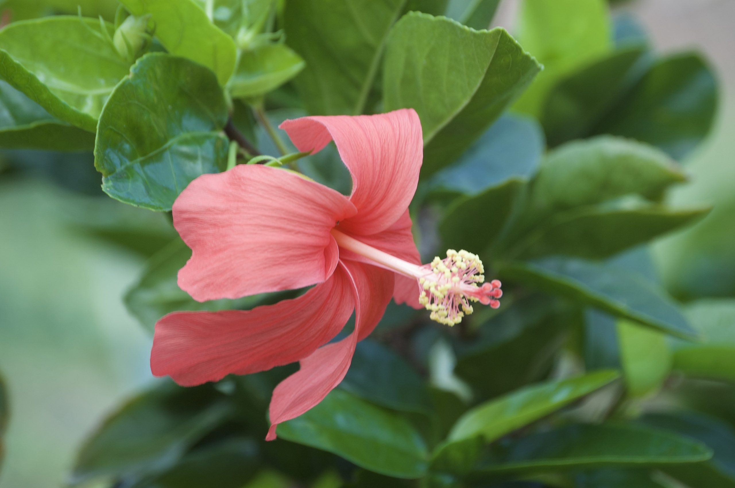 red flower