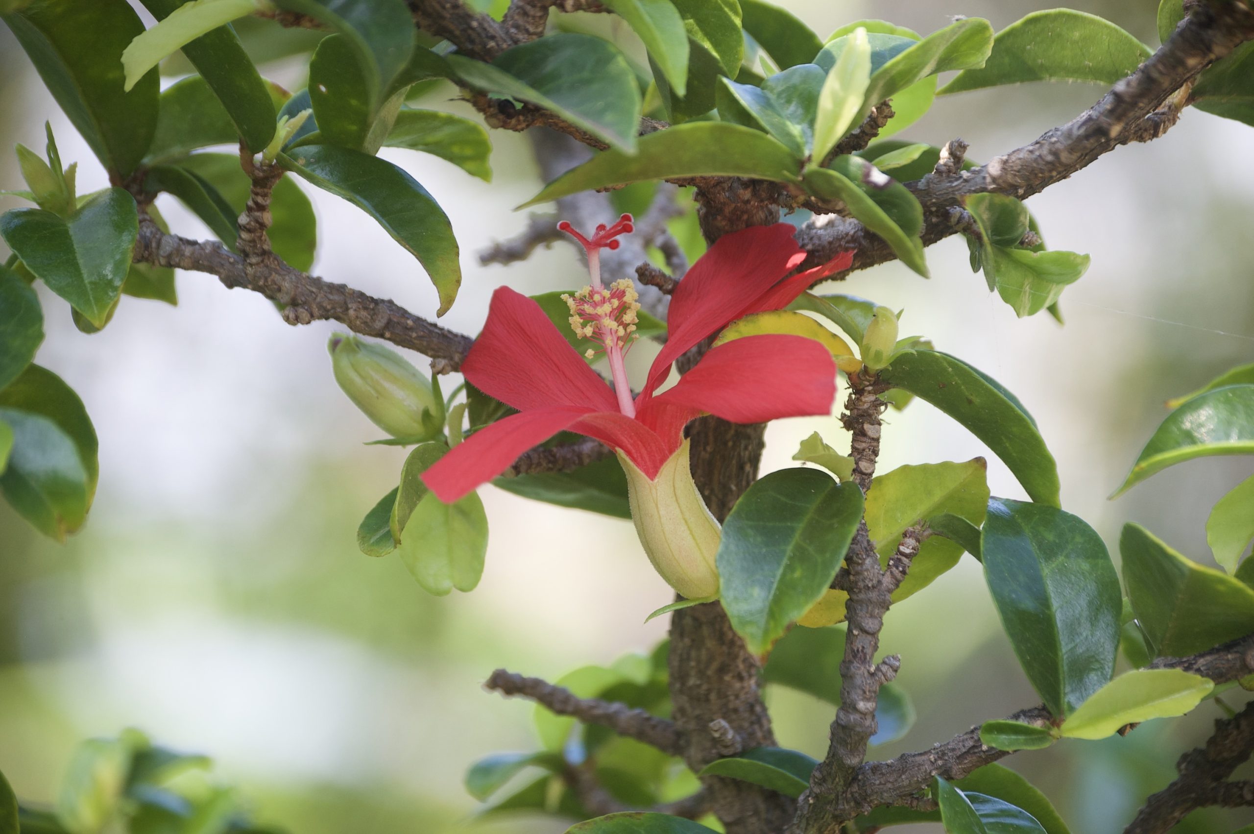 red flower