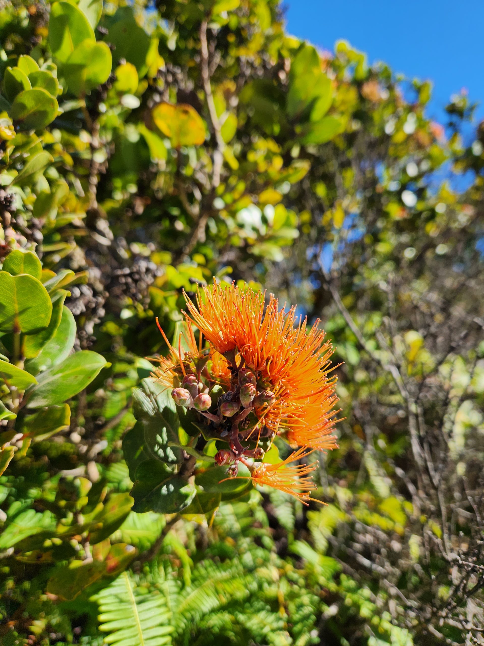 orange flower ohia lehua