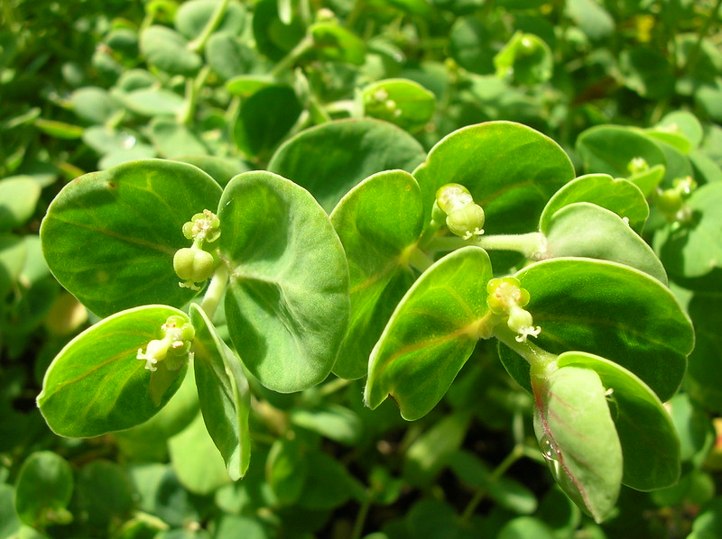 Akoko leaves and flowers