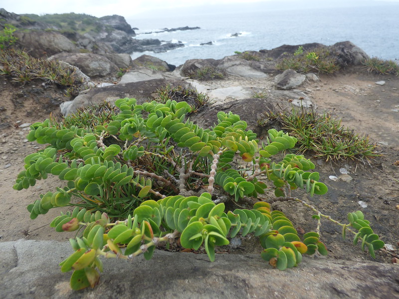 Akoko near the ocean and rocks