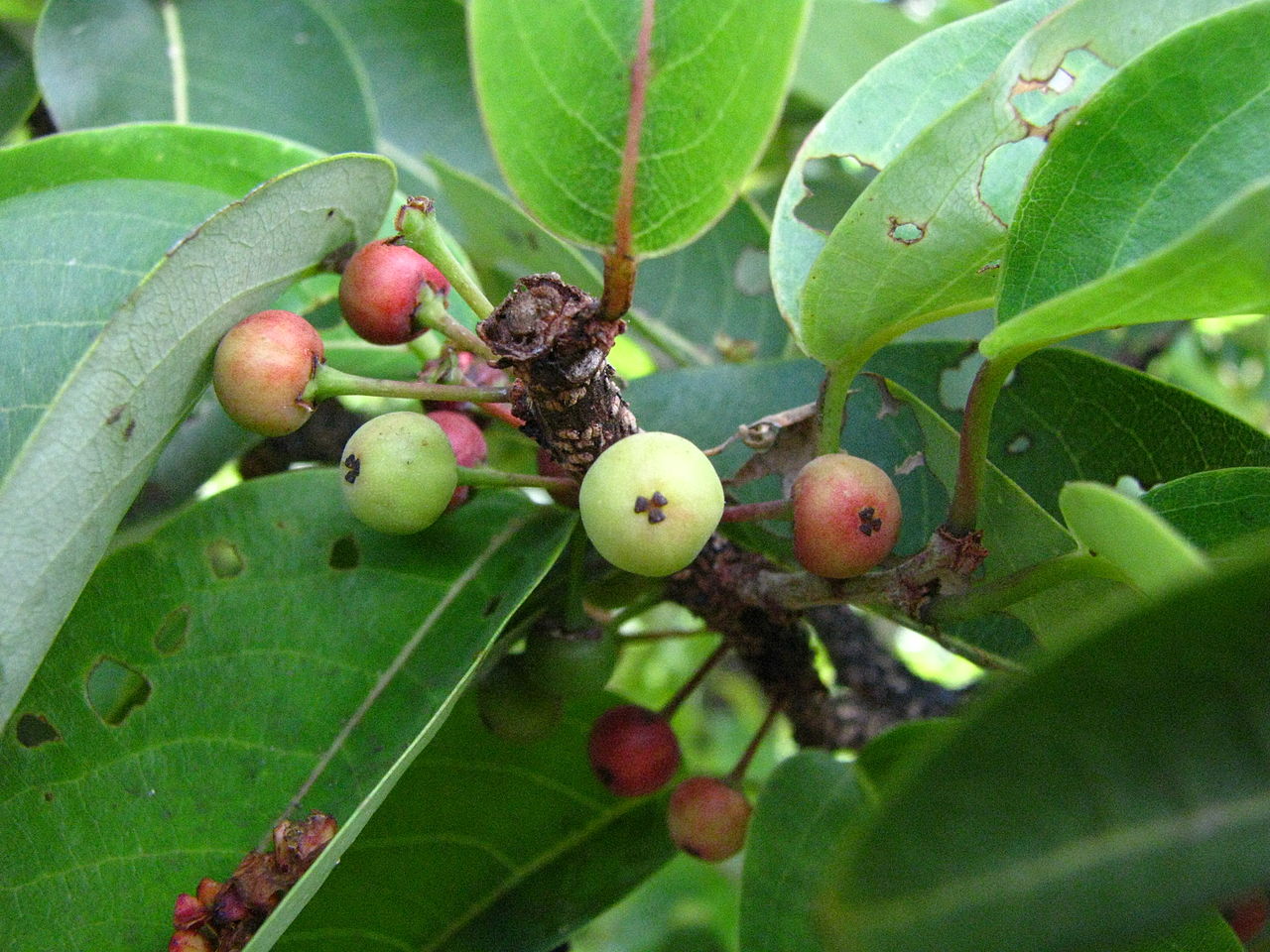 mehamehame fruit