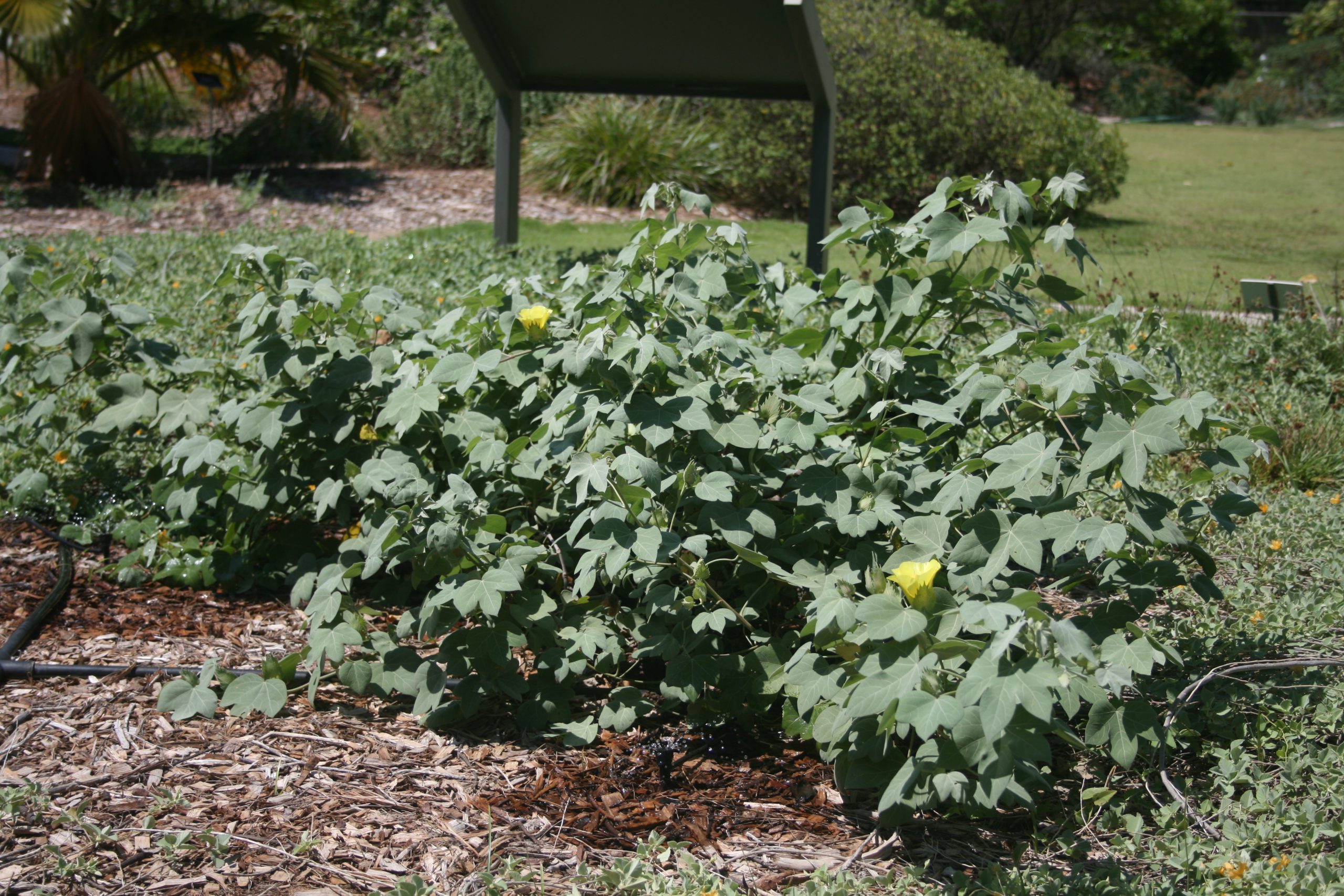 low mao in the garden