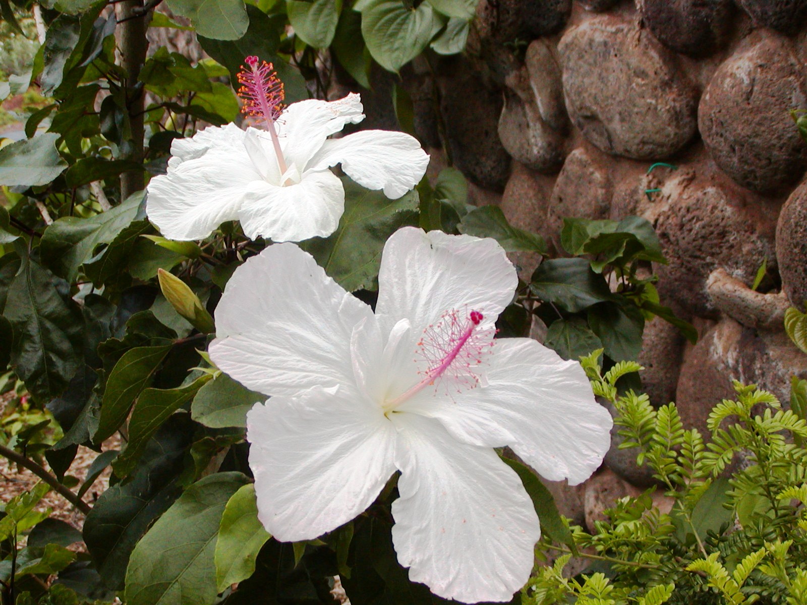 h arnottianus two white flowers