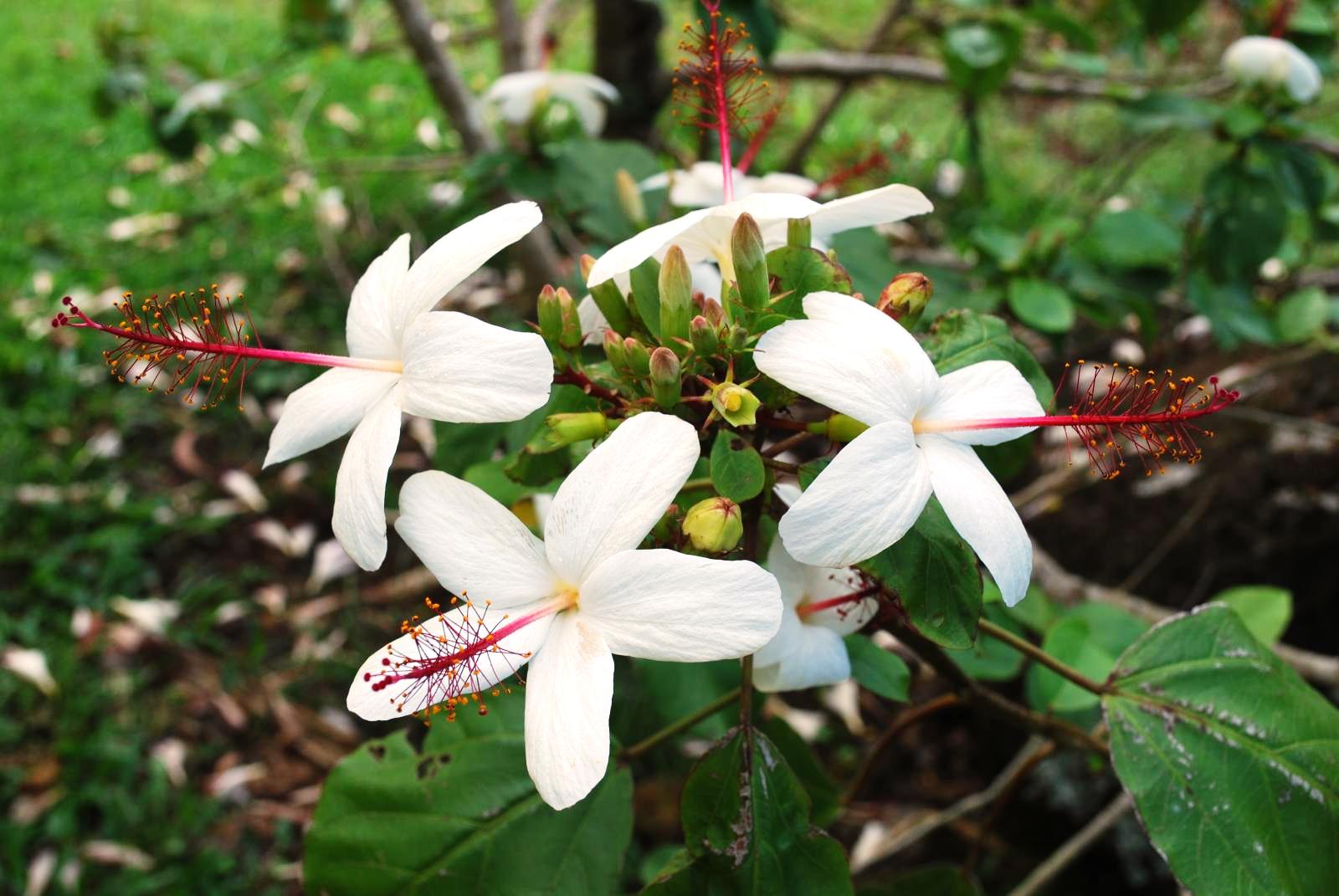 White flowers of H. Waimea Sub. Hannerae- mnbg