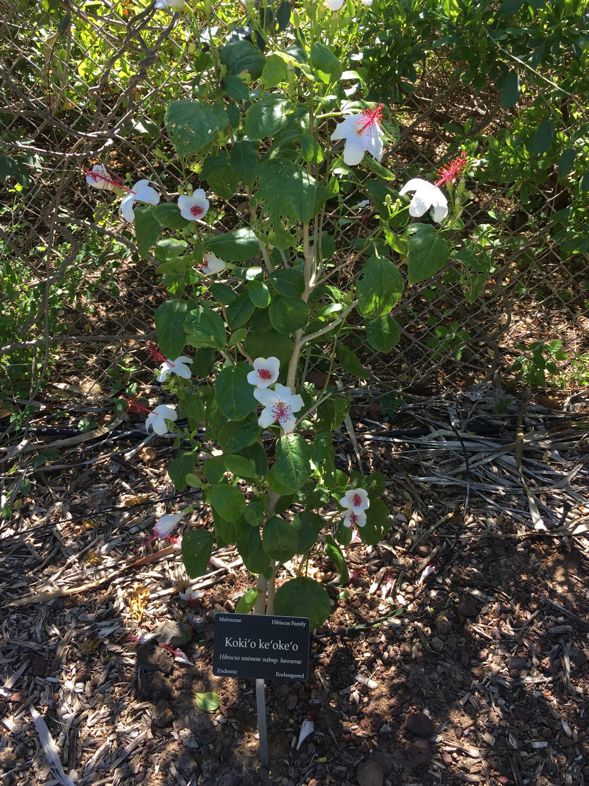 H. Waimea Sub. Hannerae shrub including  white flowers