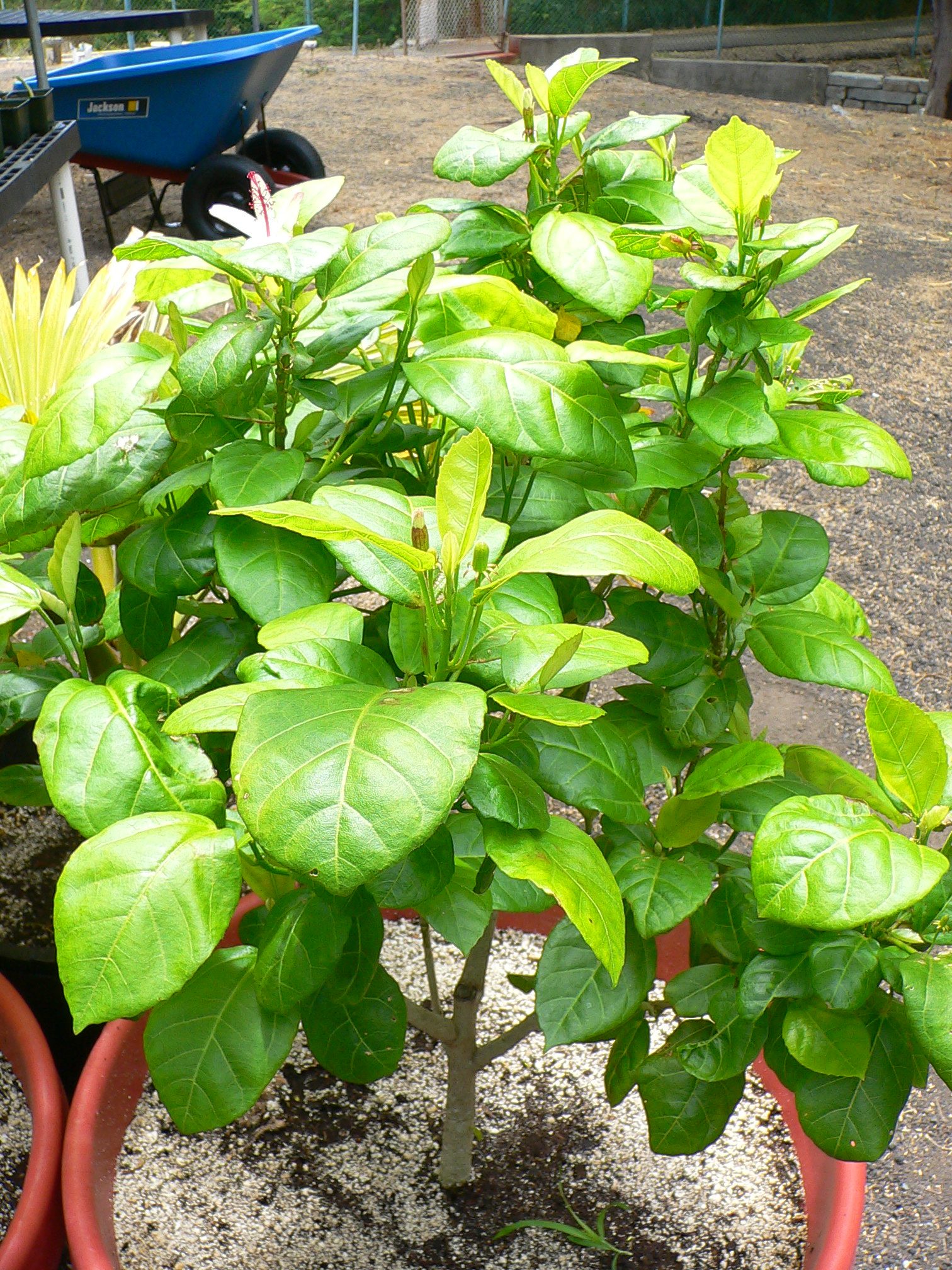Short plant, mostly leaves