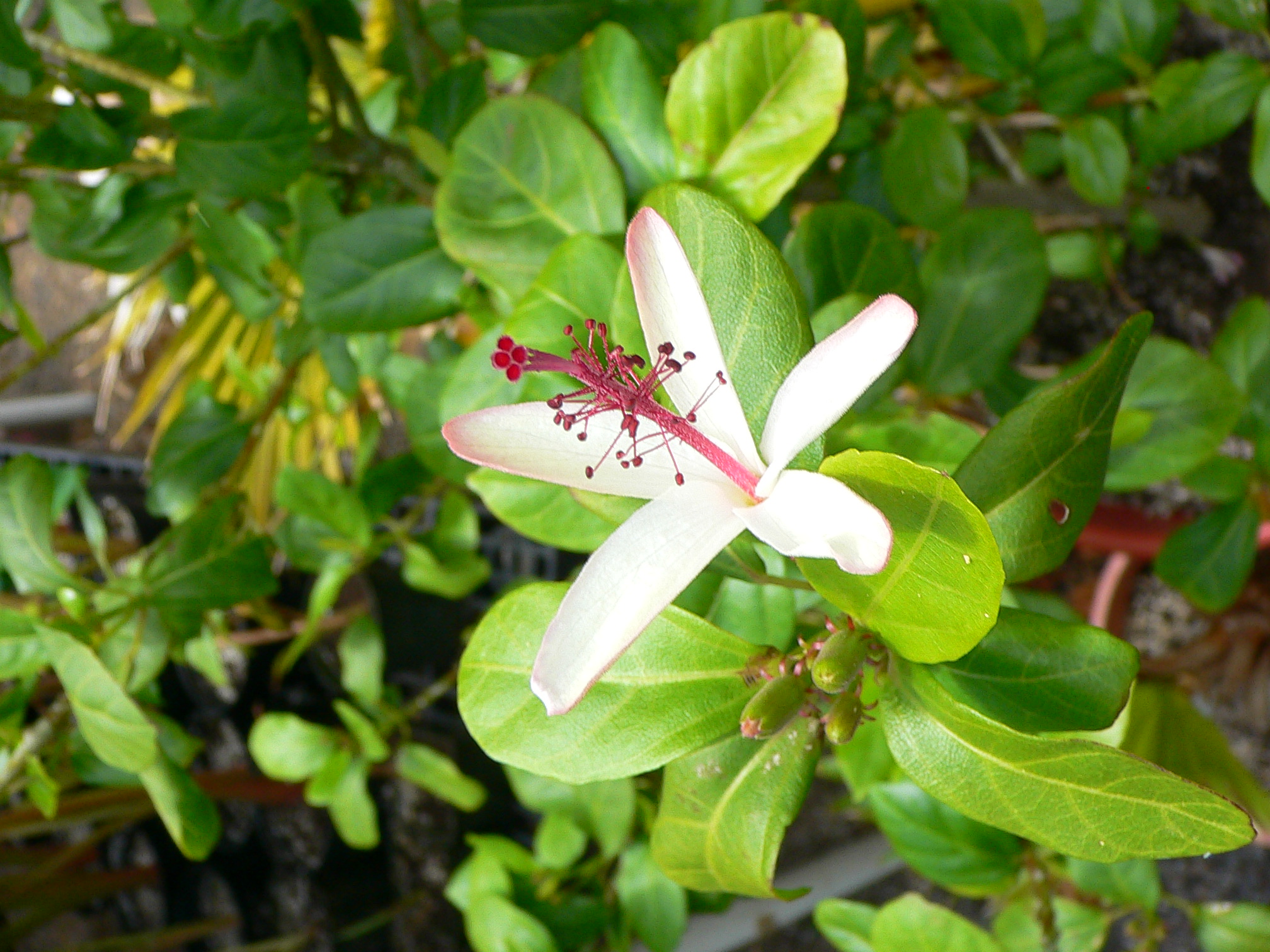 White flower H. Waimea Sub. Hannerae- mnbg