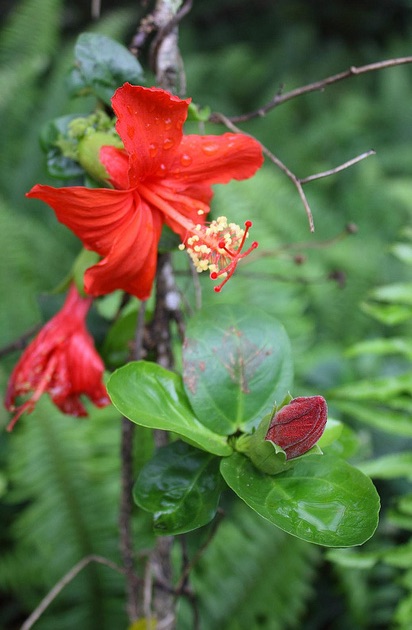 red flowers of H. kokio subsp. kokio