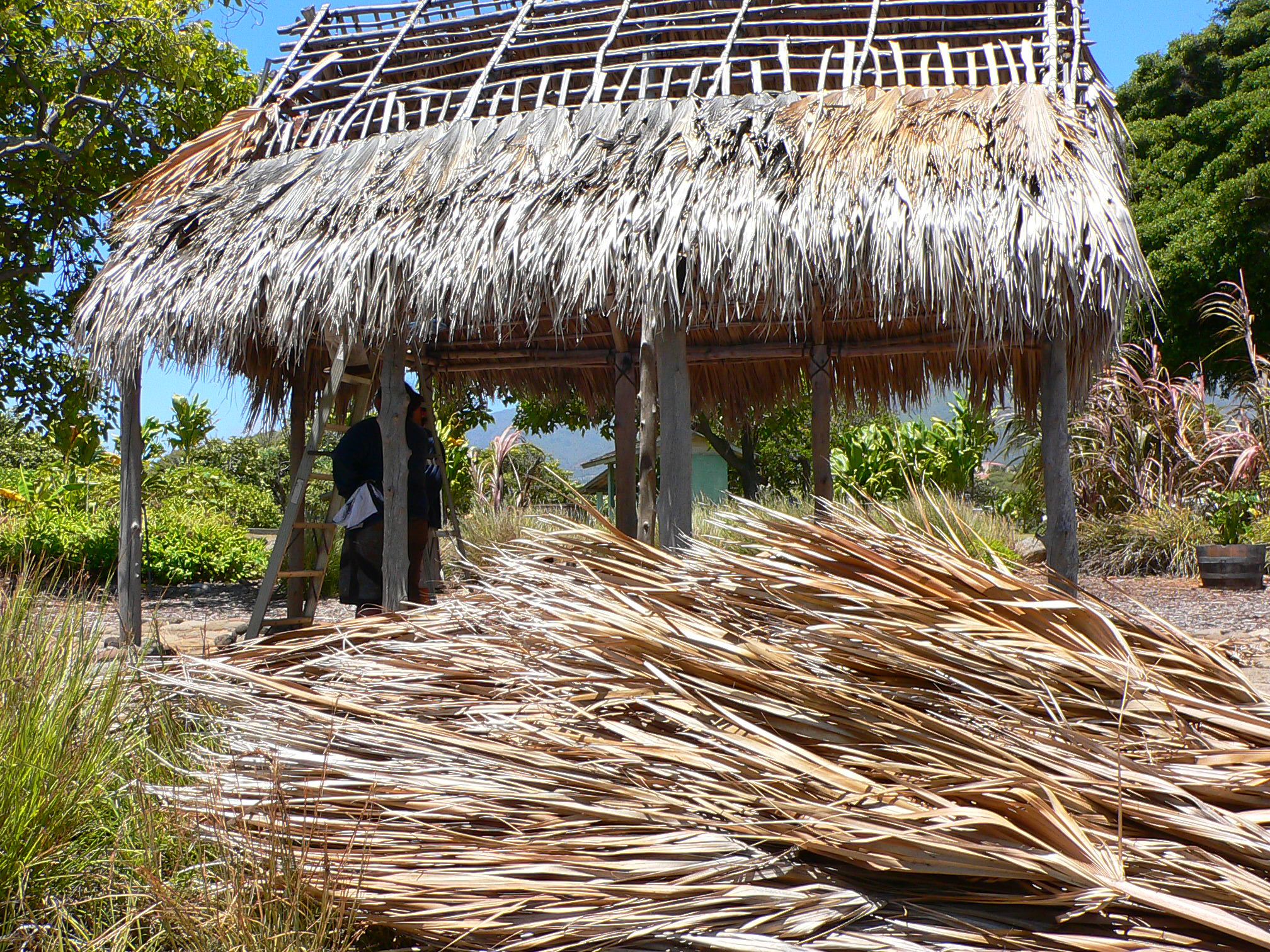 Hale thatching