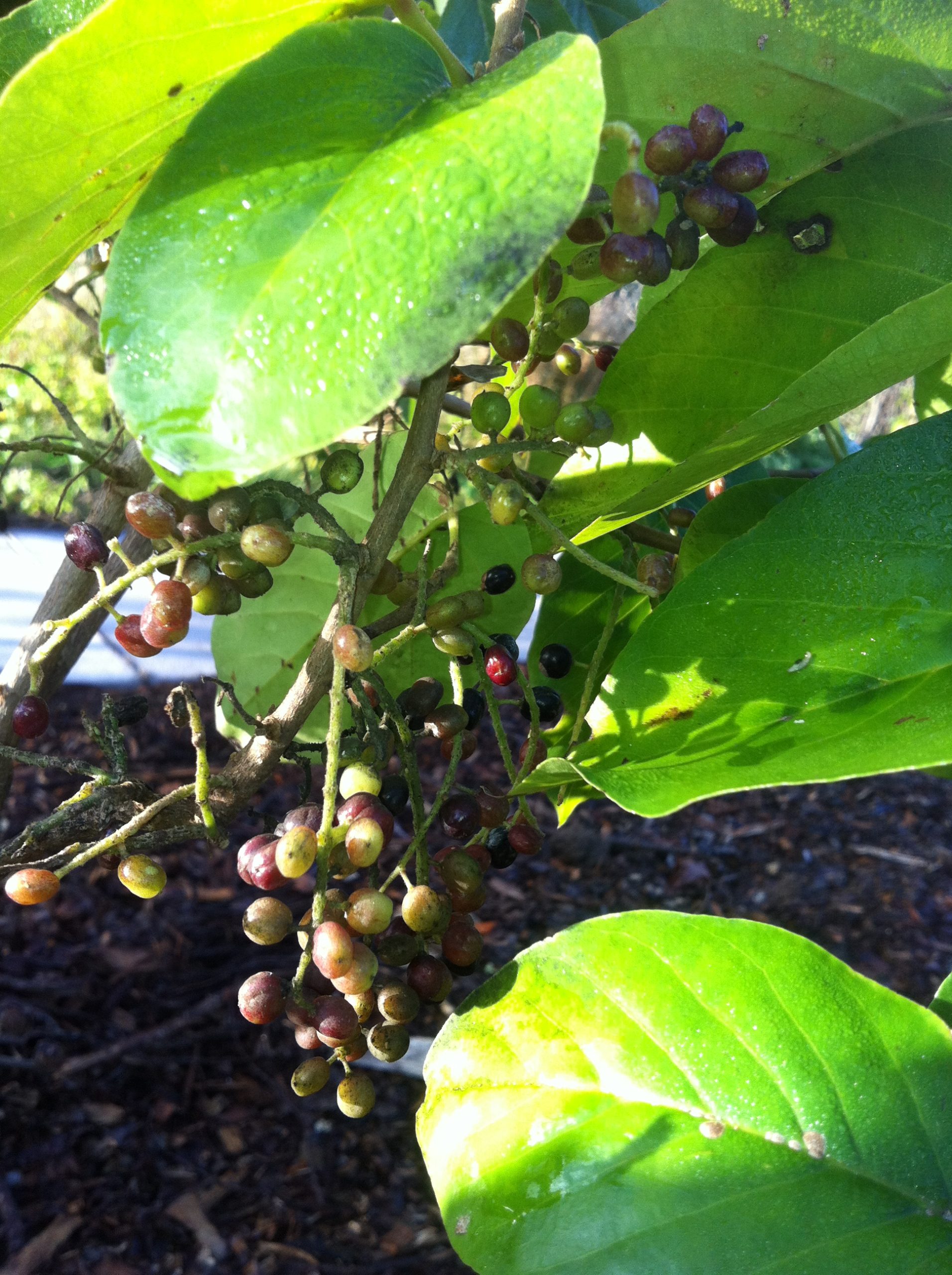 Hame fruit and leaves