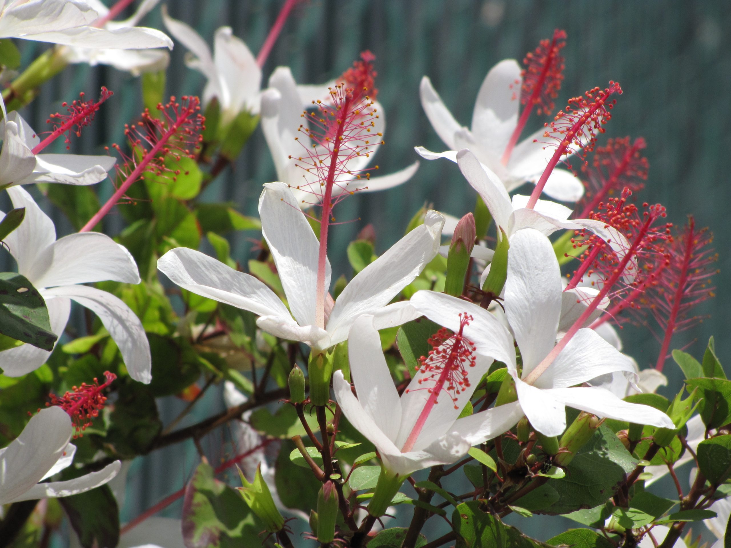 h arnottianus white flowers