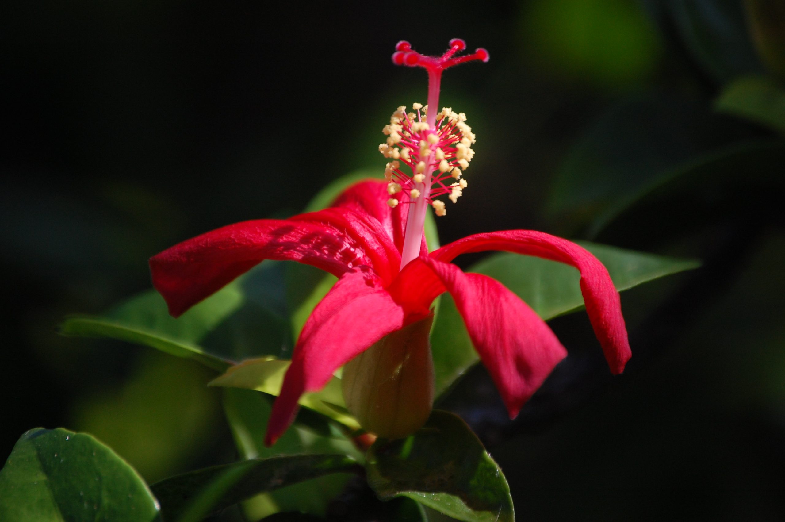 red flower
