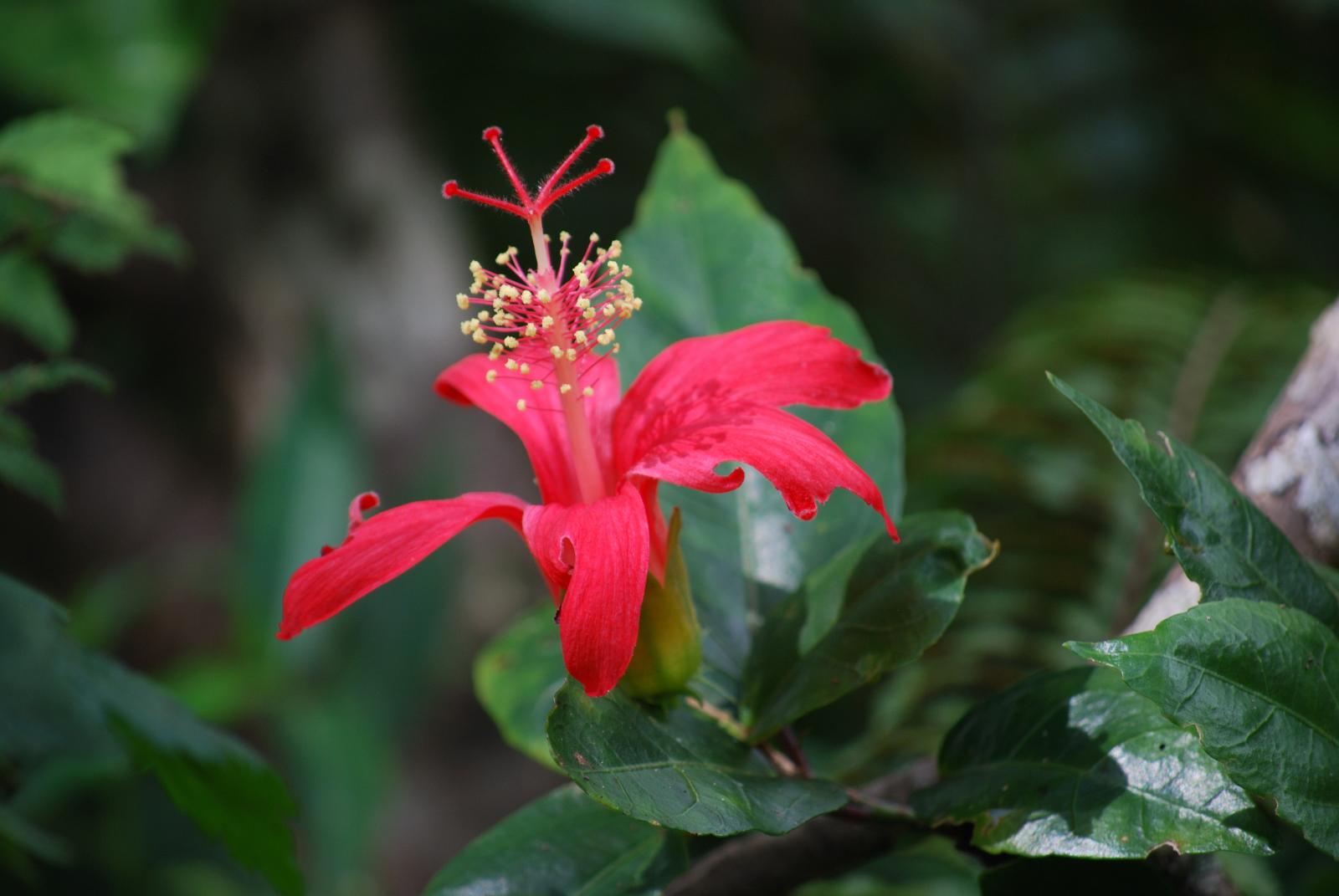 red flower of H. kokio subsp. kokio