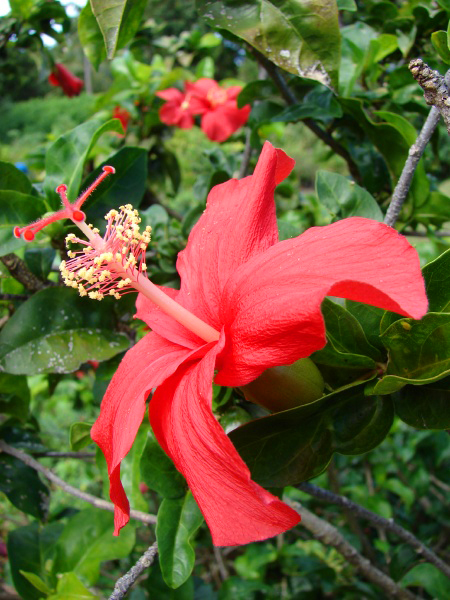 red flower of H. kokio subsp. kokio