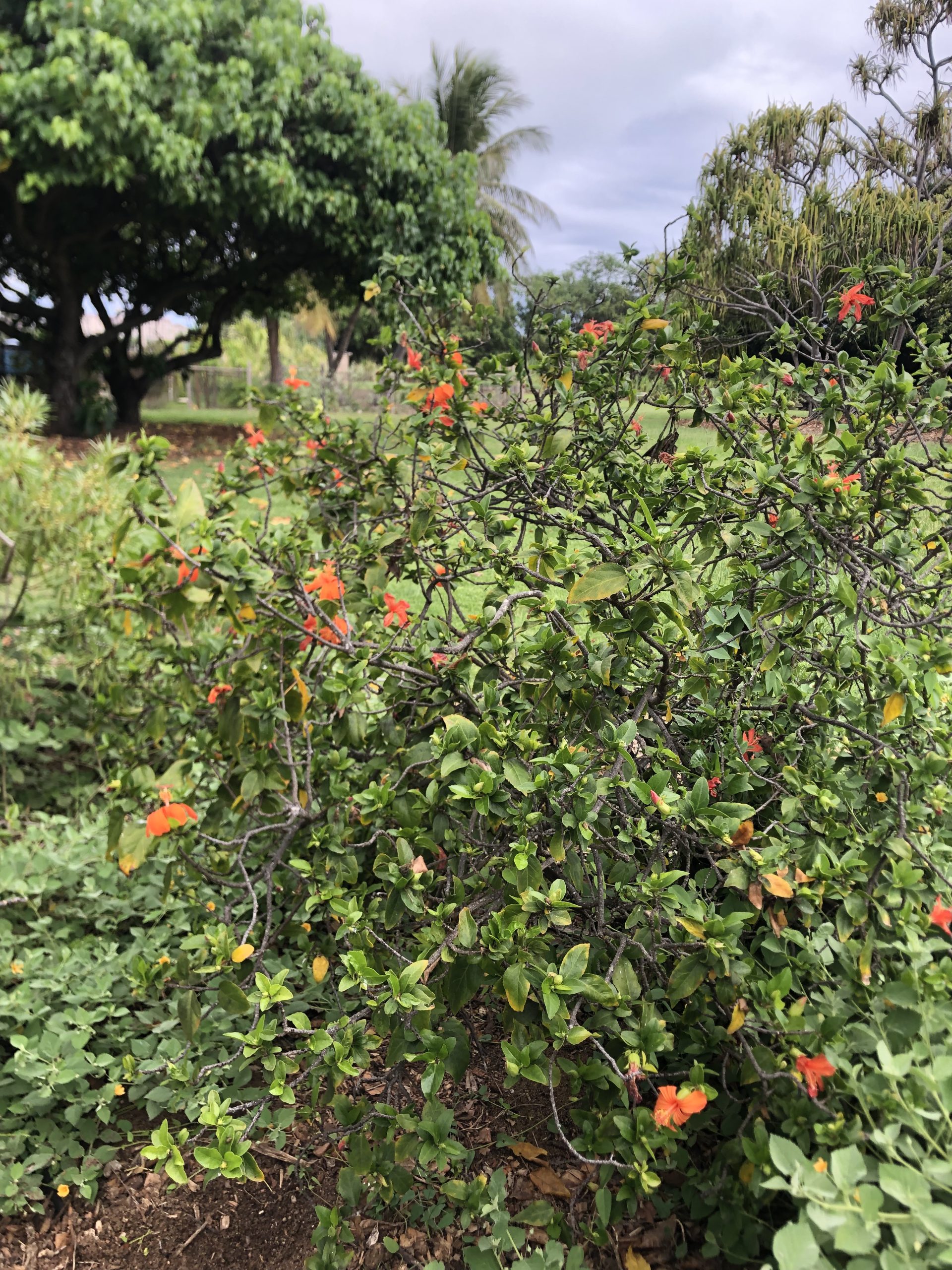 large shrub of Hibiscus kokio ssp stjohnnianus- mnbg
