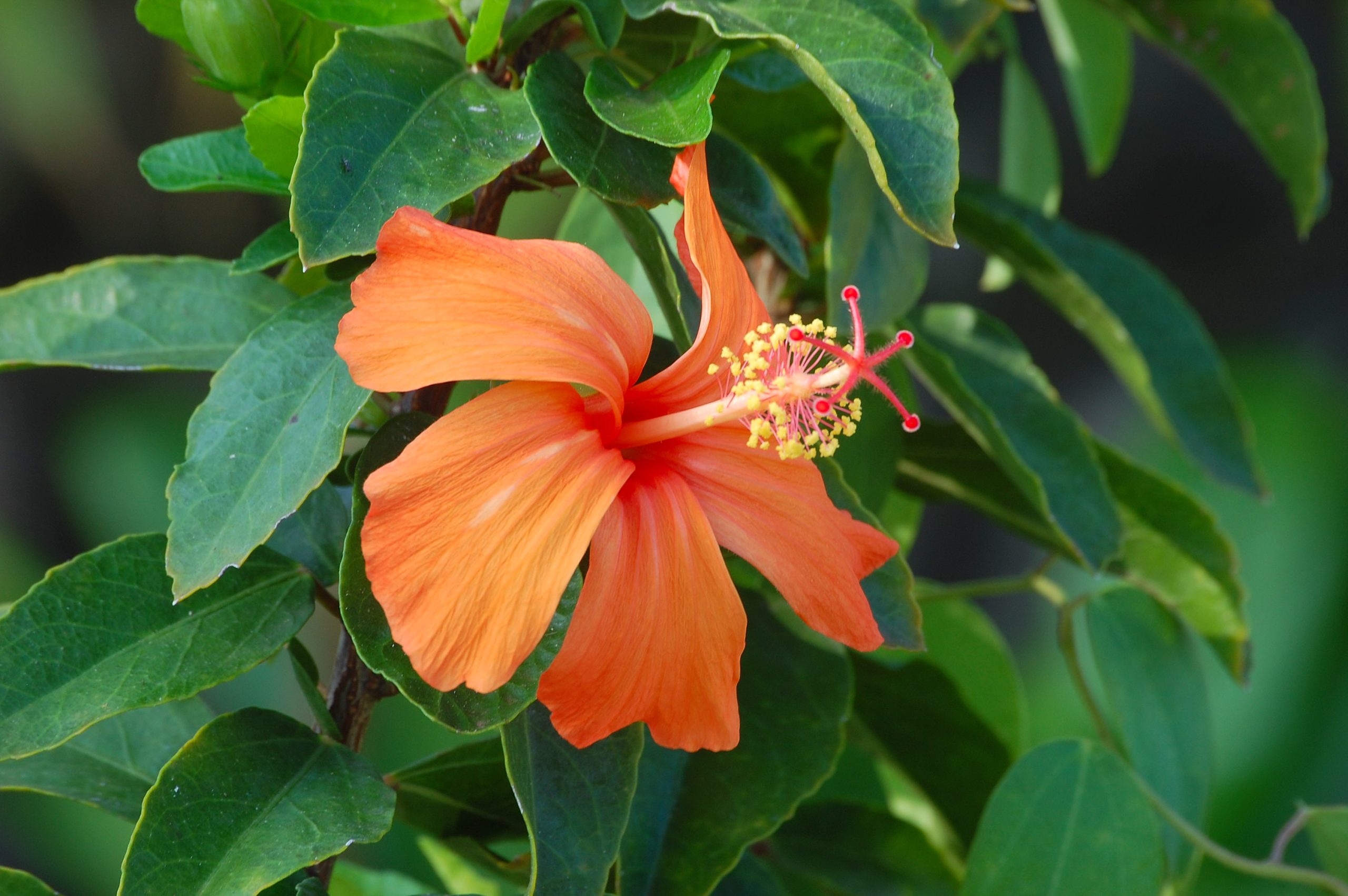 orange flower of Hibiscus kokio ssp stjohnnianus- mnbg