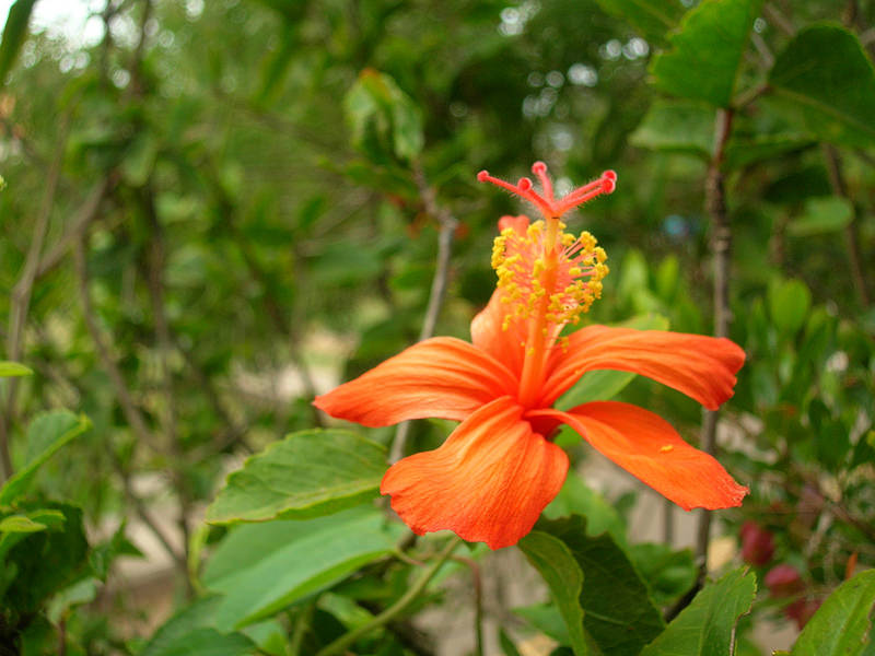 orange flower of Hibiscus kokio ssp stjohnnianus- mnbg