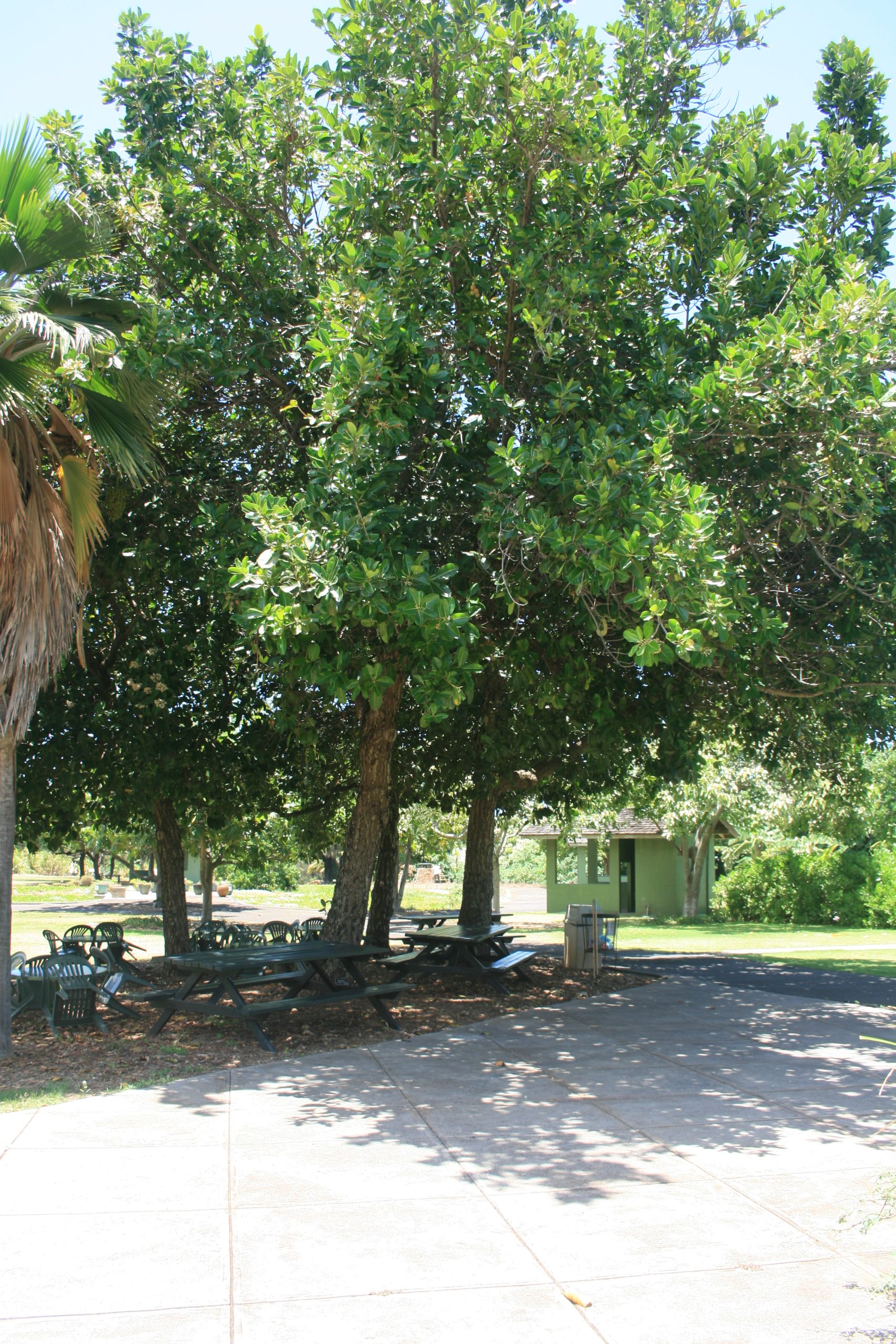 Large kamani at MNBG