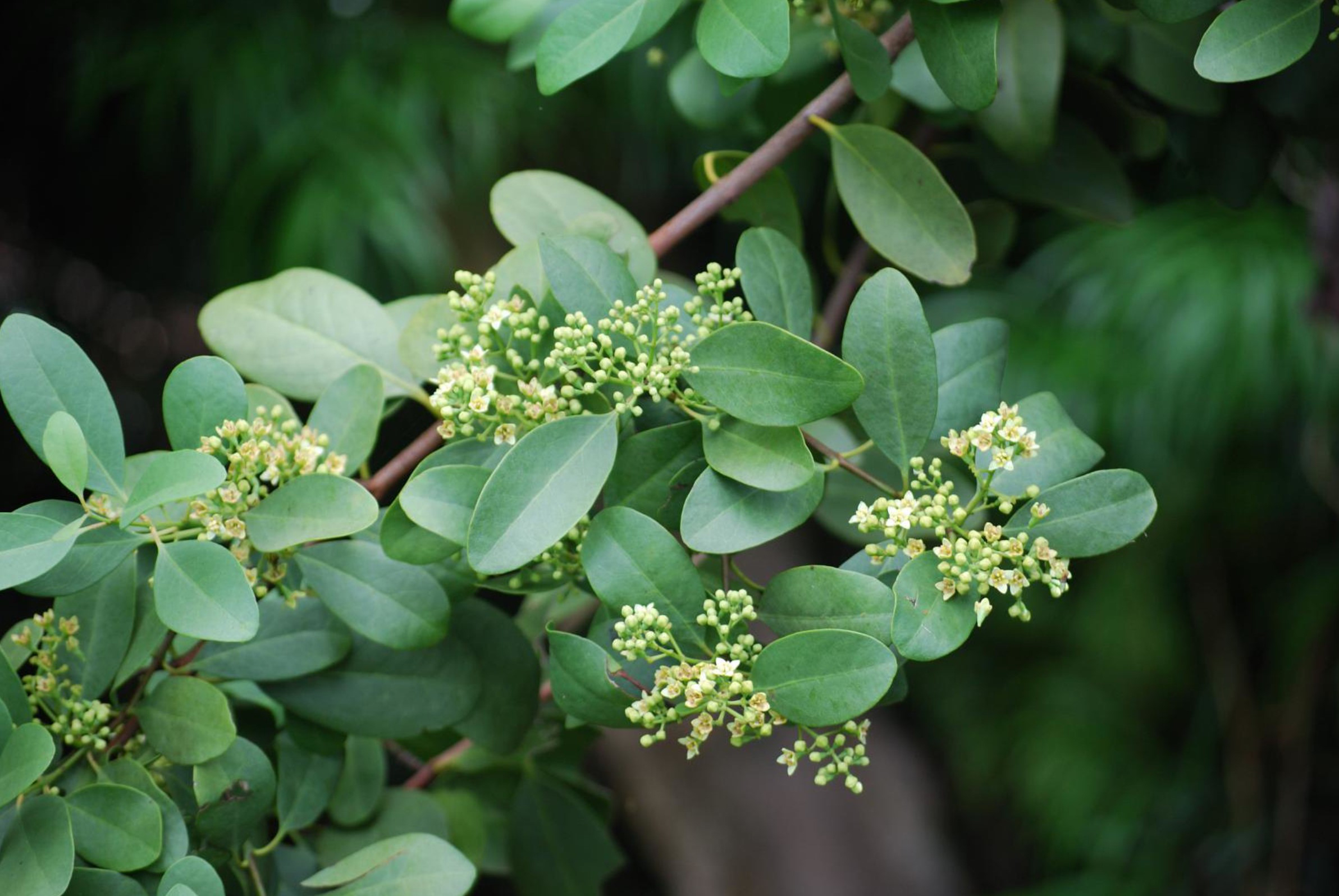Leaves and flowers