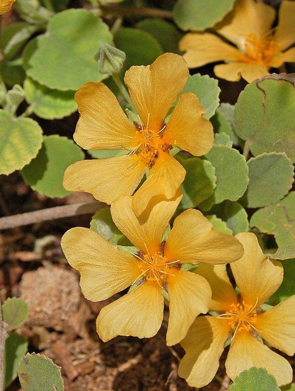 up close of blossoms 