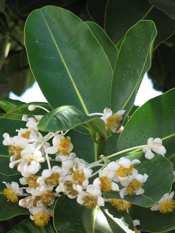 Kamani flowers and leaves
