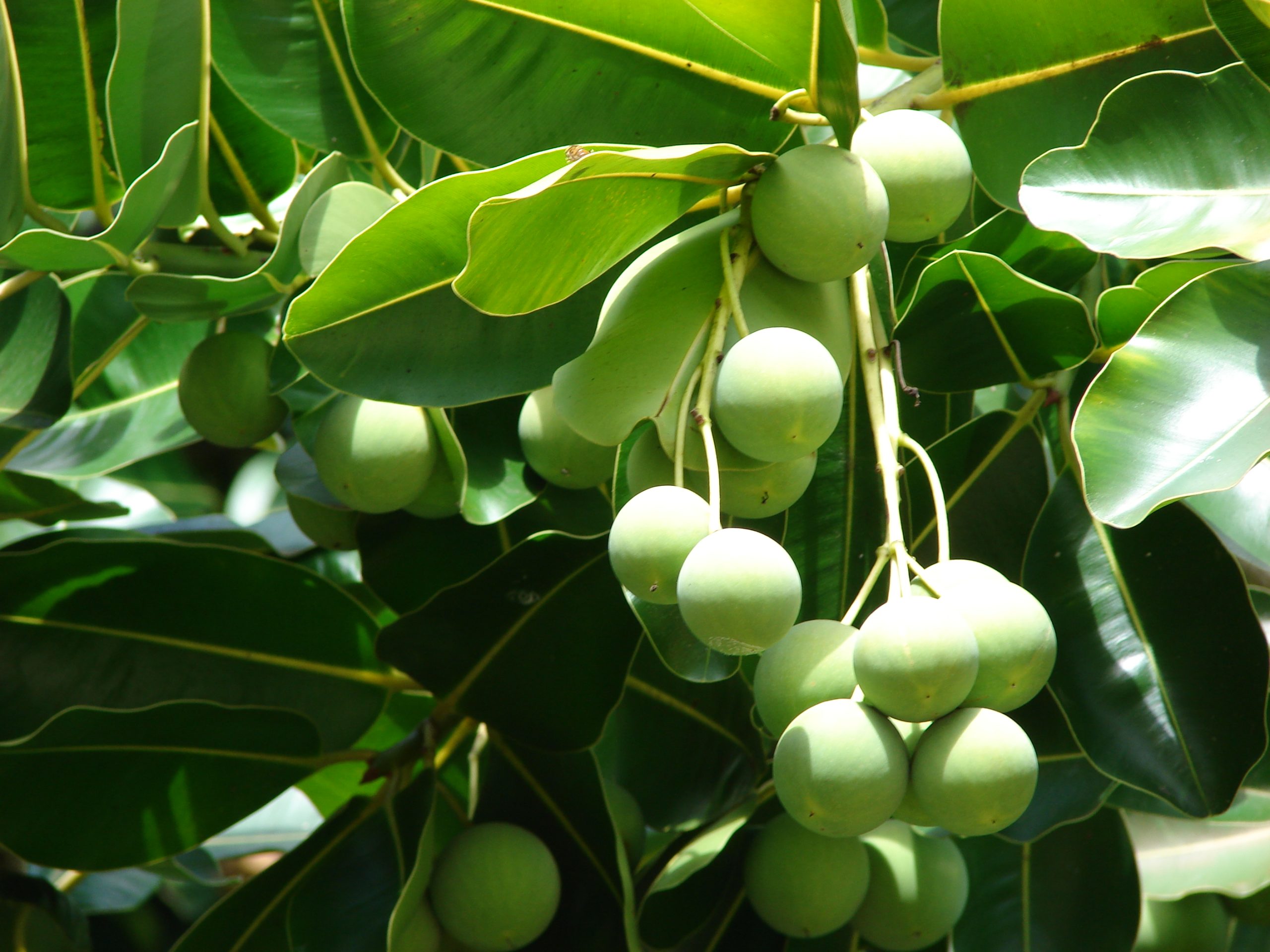 Kamani fruit and leaves