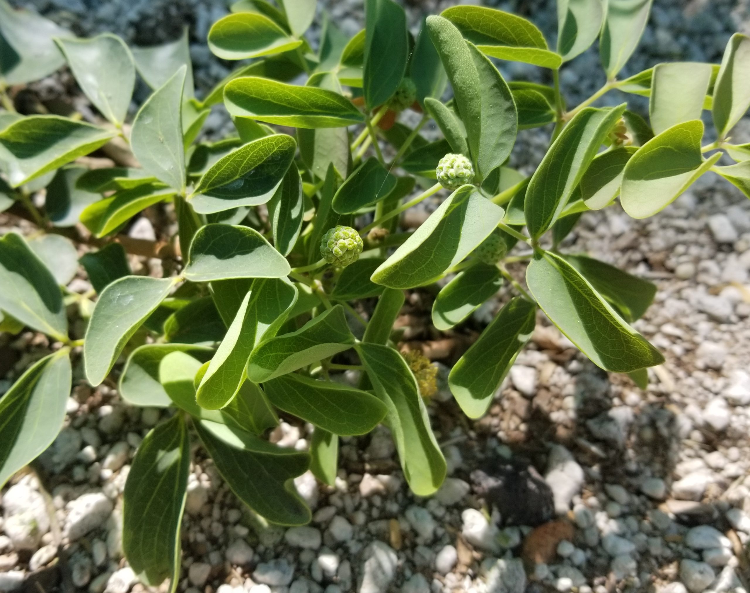 Kanaloa leaves and flower buds
