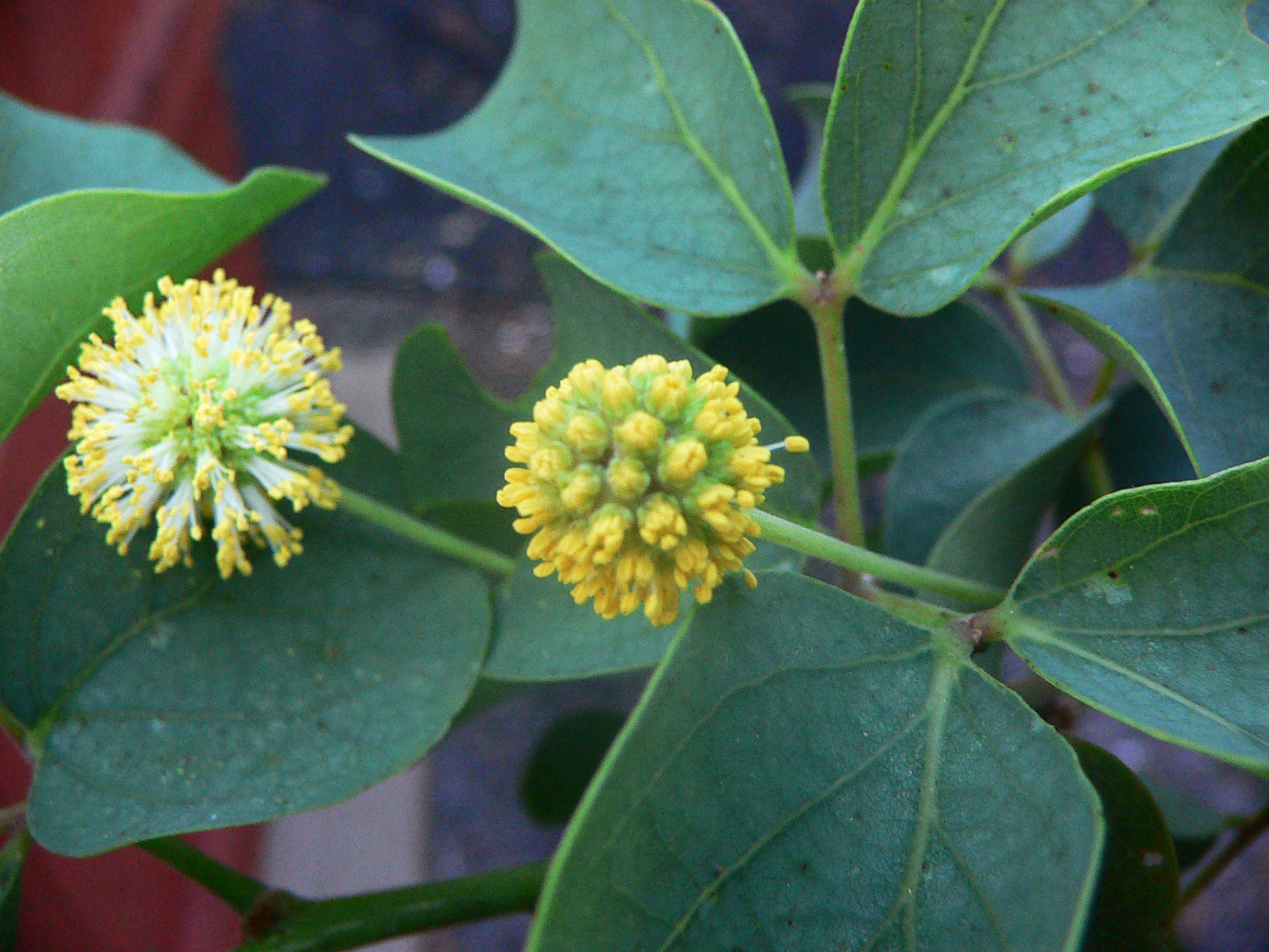 Kanaloa flowers