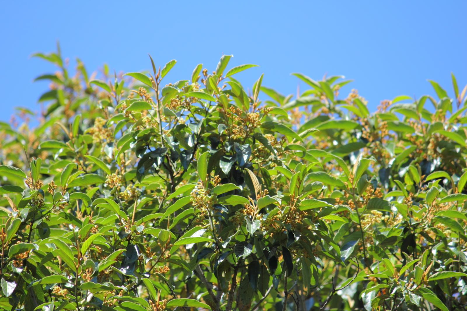 Kauila leaves and flowers