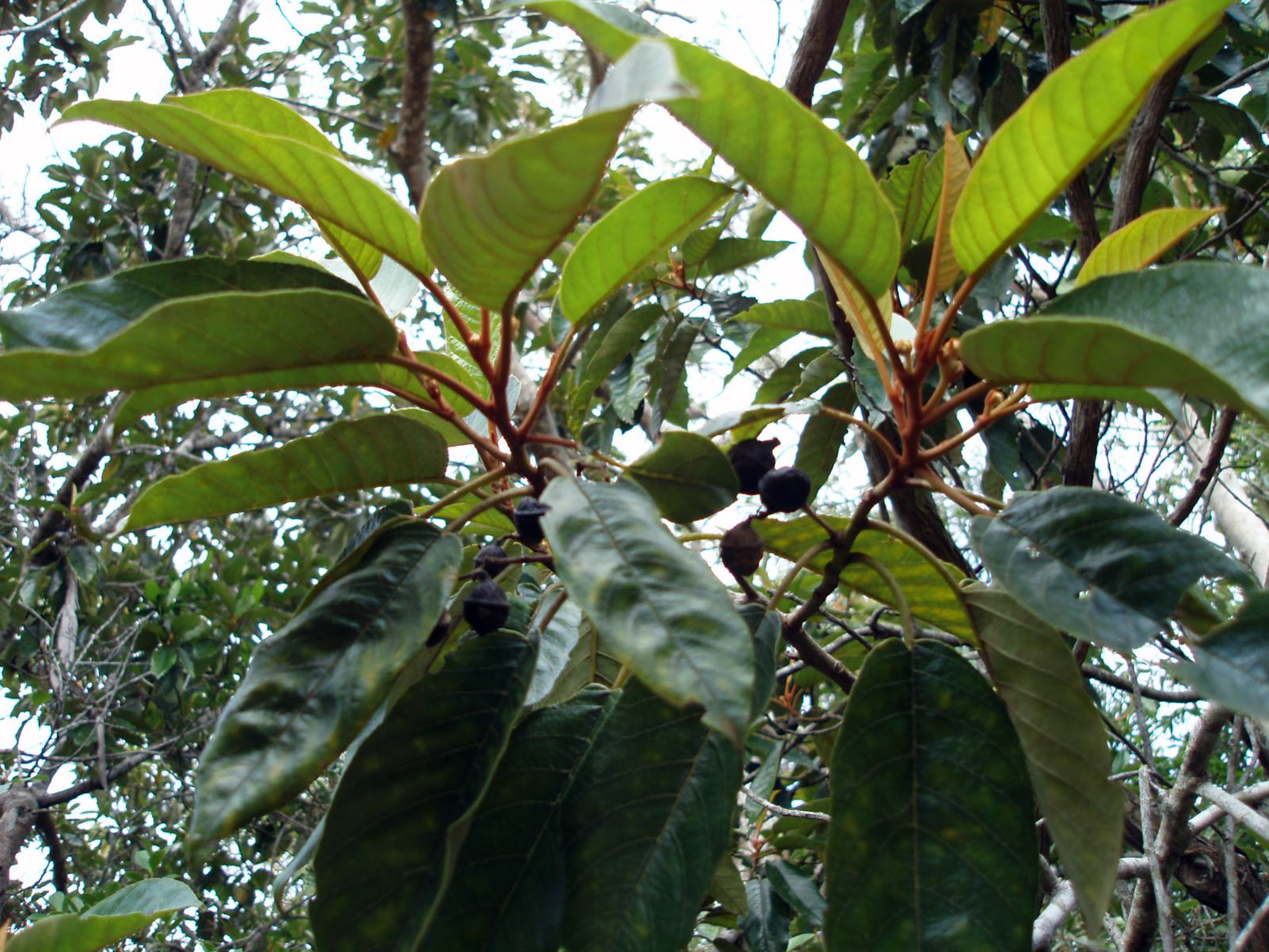 Kauila leaves and stem
