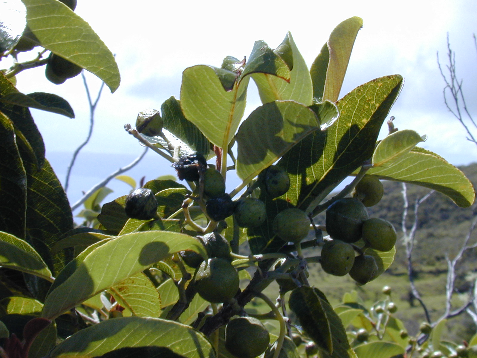 Kauila fruit