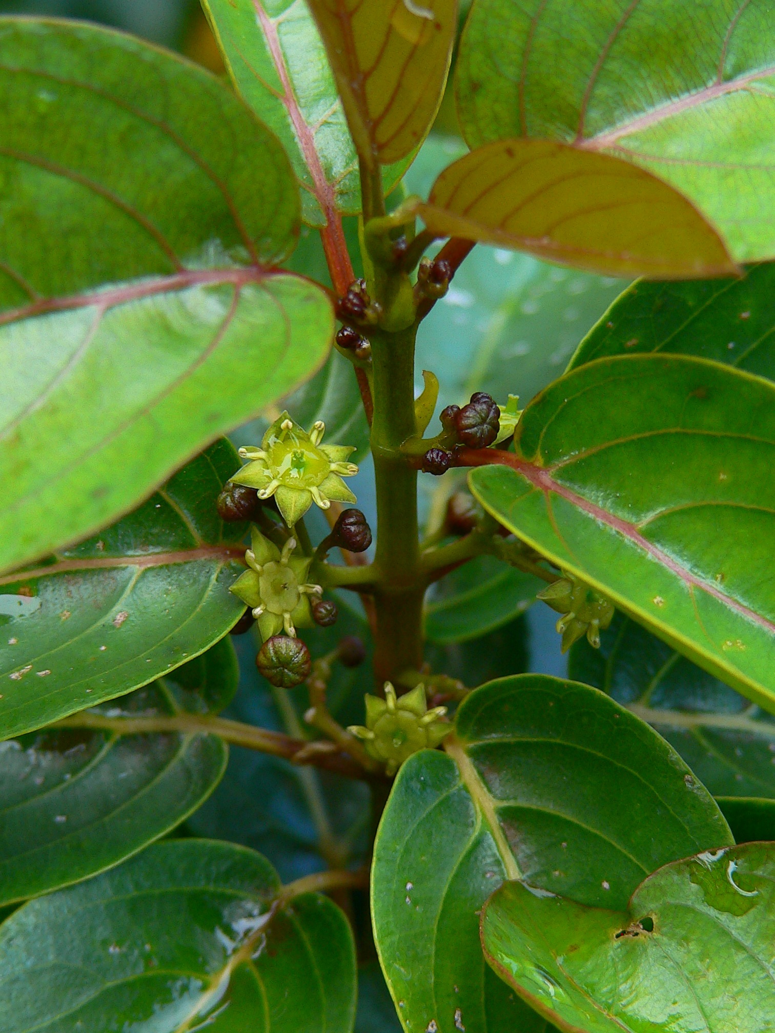 Kauila flowers