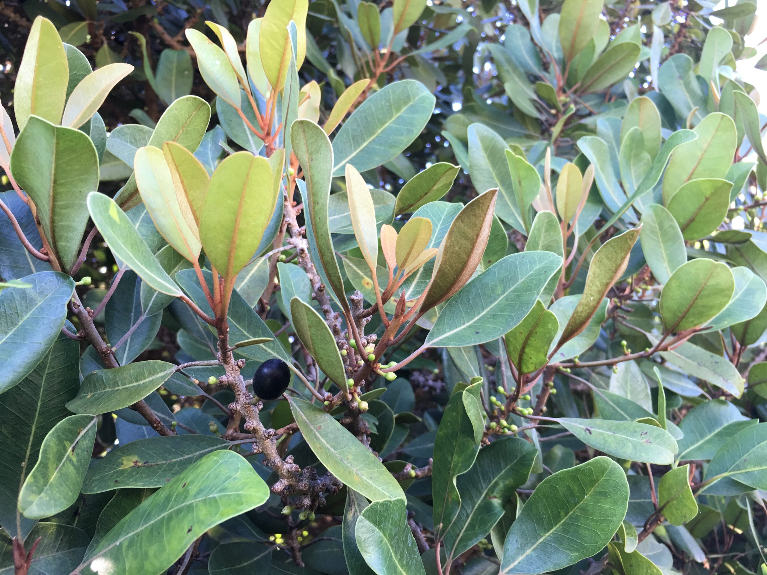 Keahi leaves