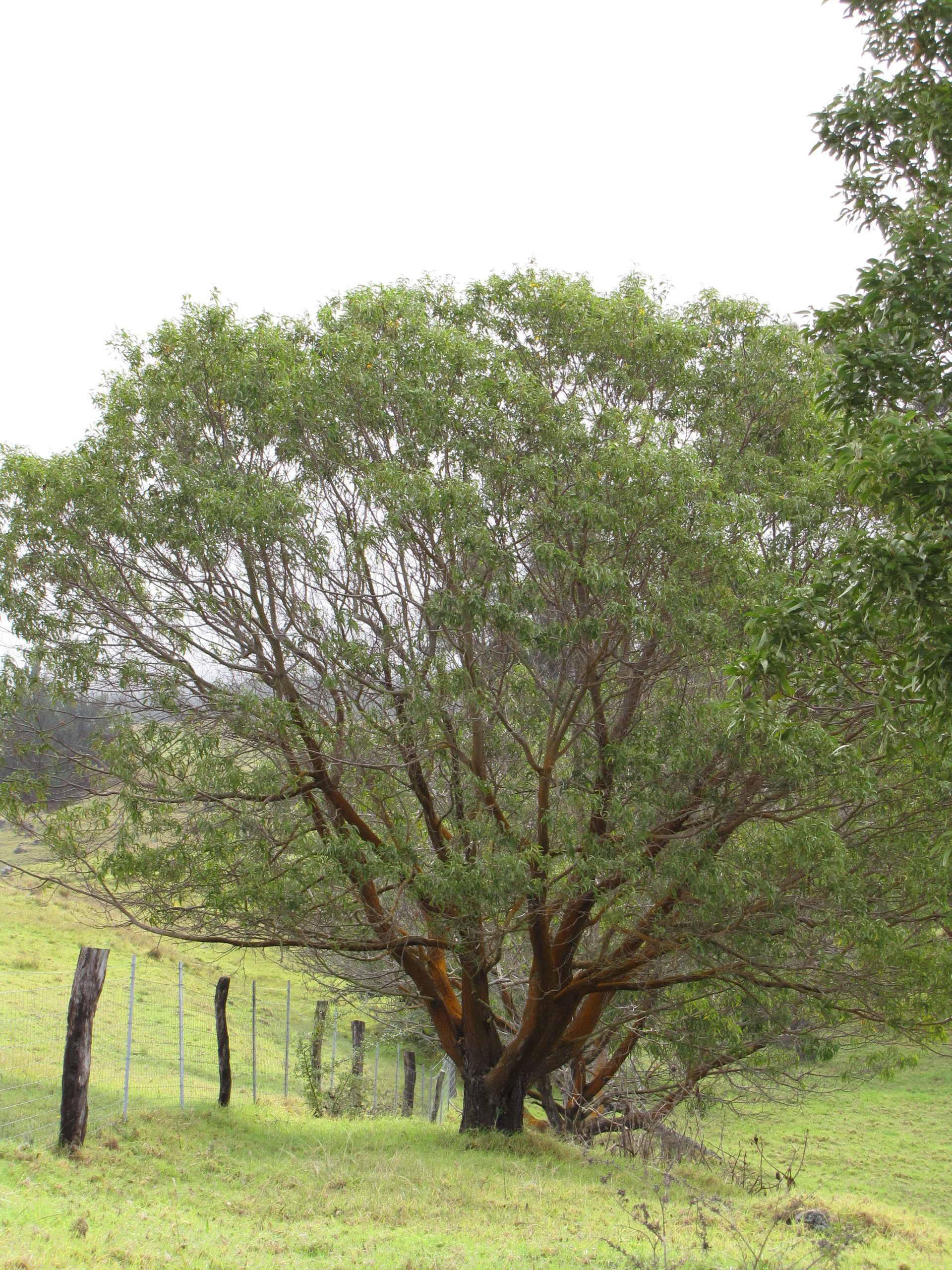 large koa in a pasture