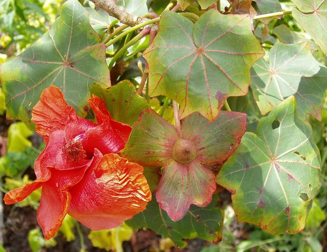Red kokia flower
