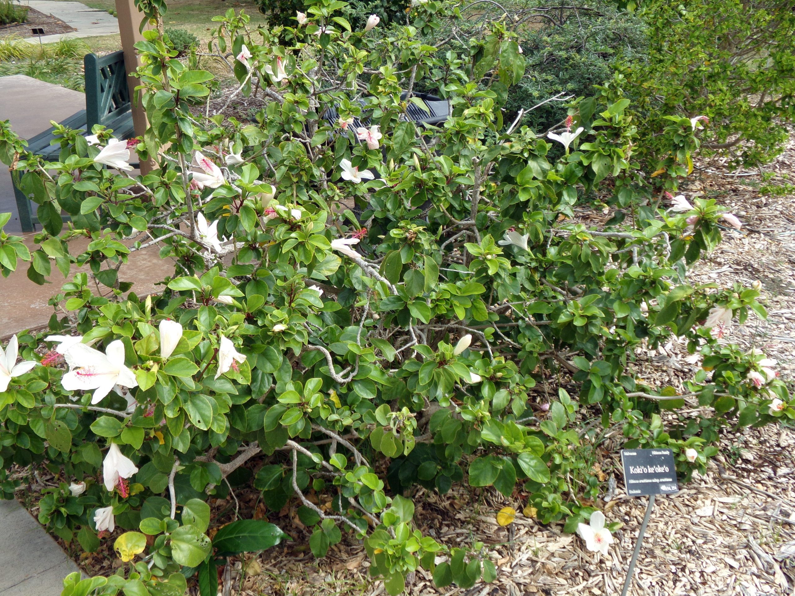 h arnottianus shrub