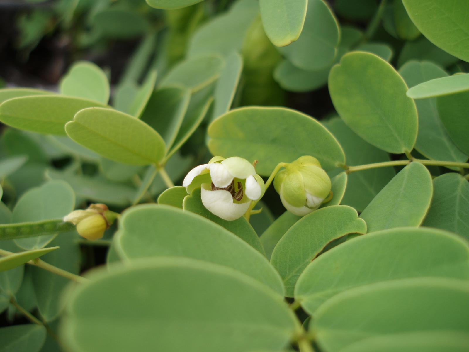 kolomona flowers