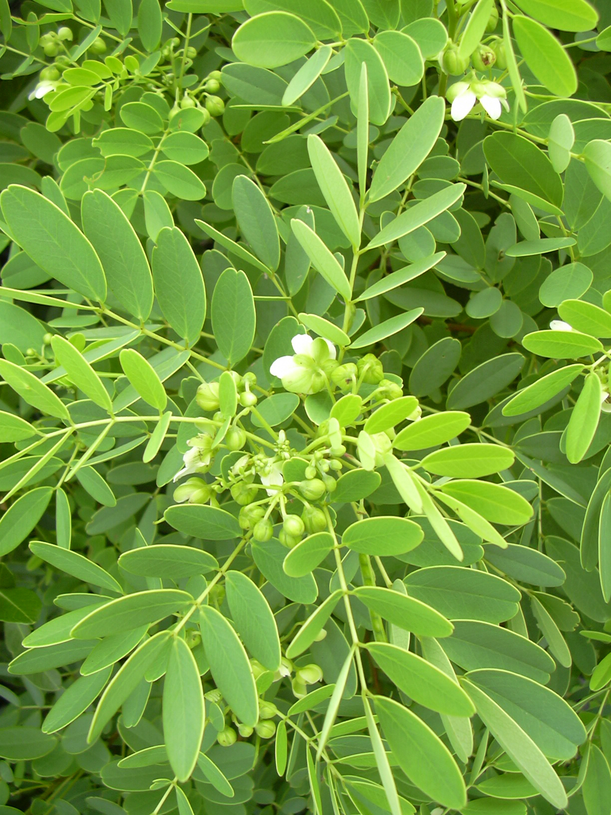 kolomona leaves