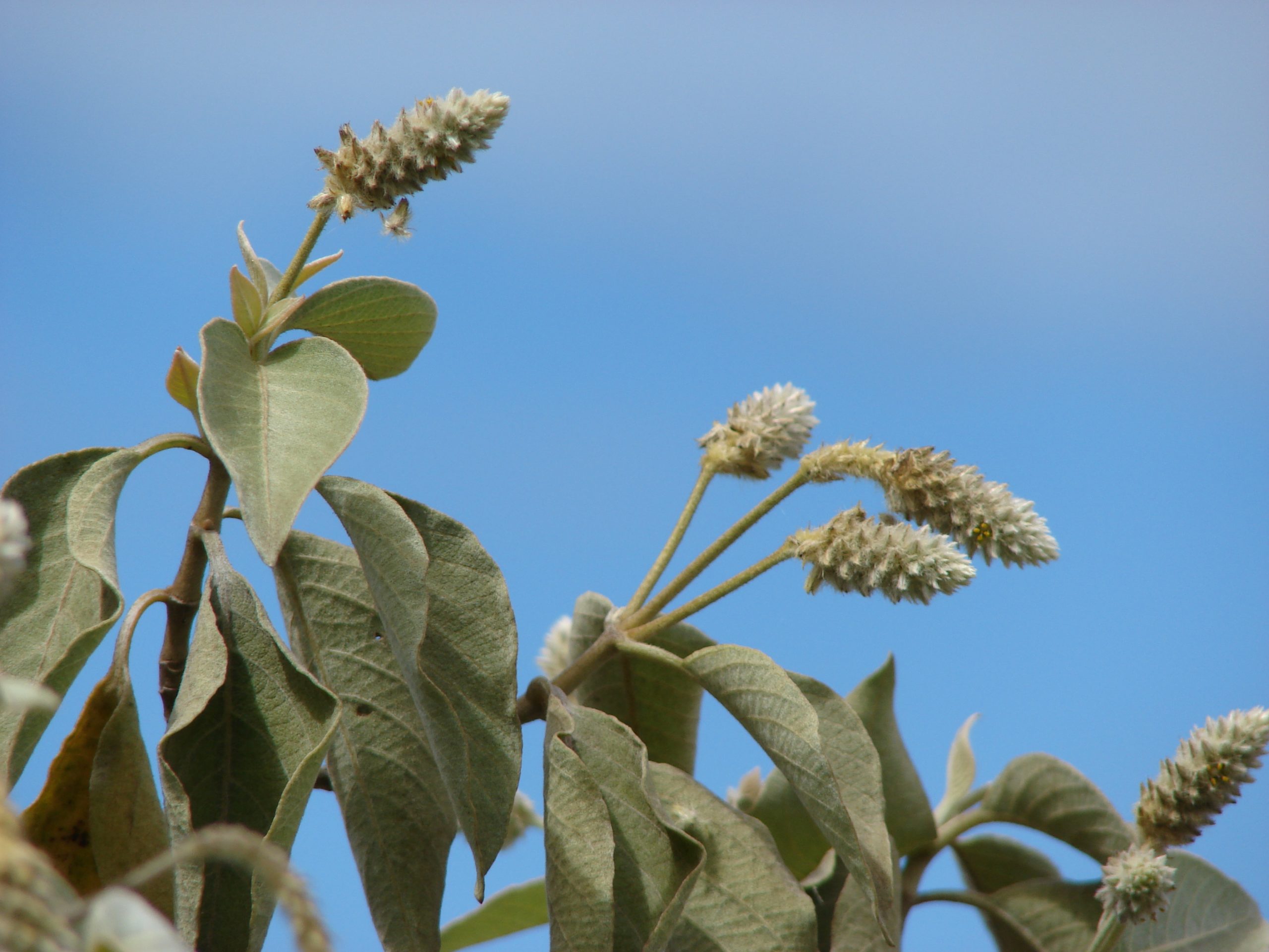 kului flowers