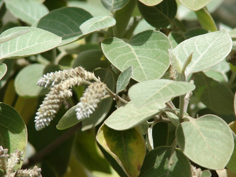 kului flowers