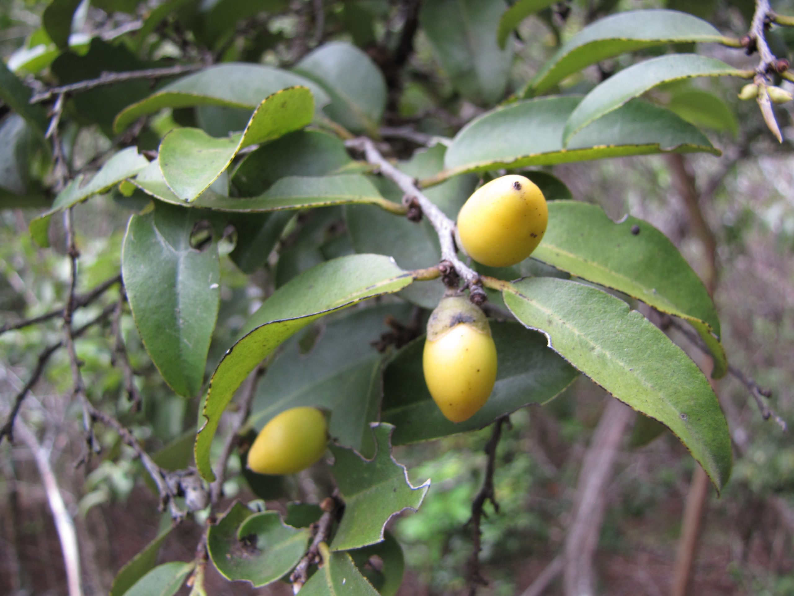 lama fruit