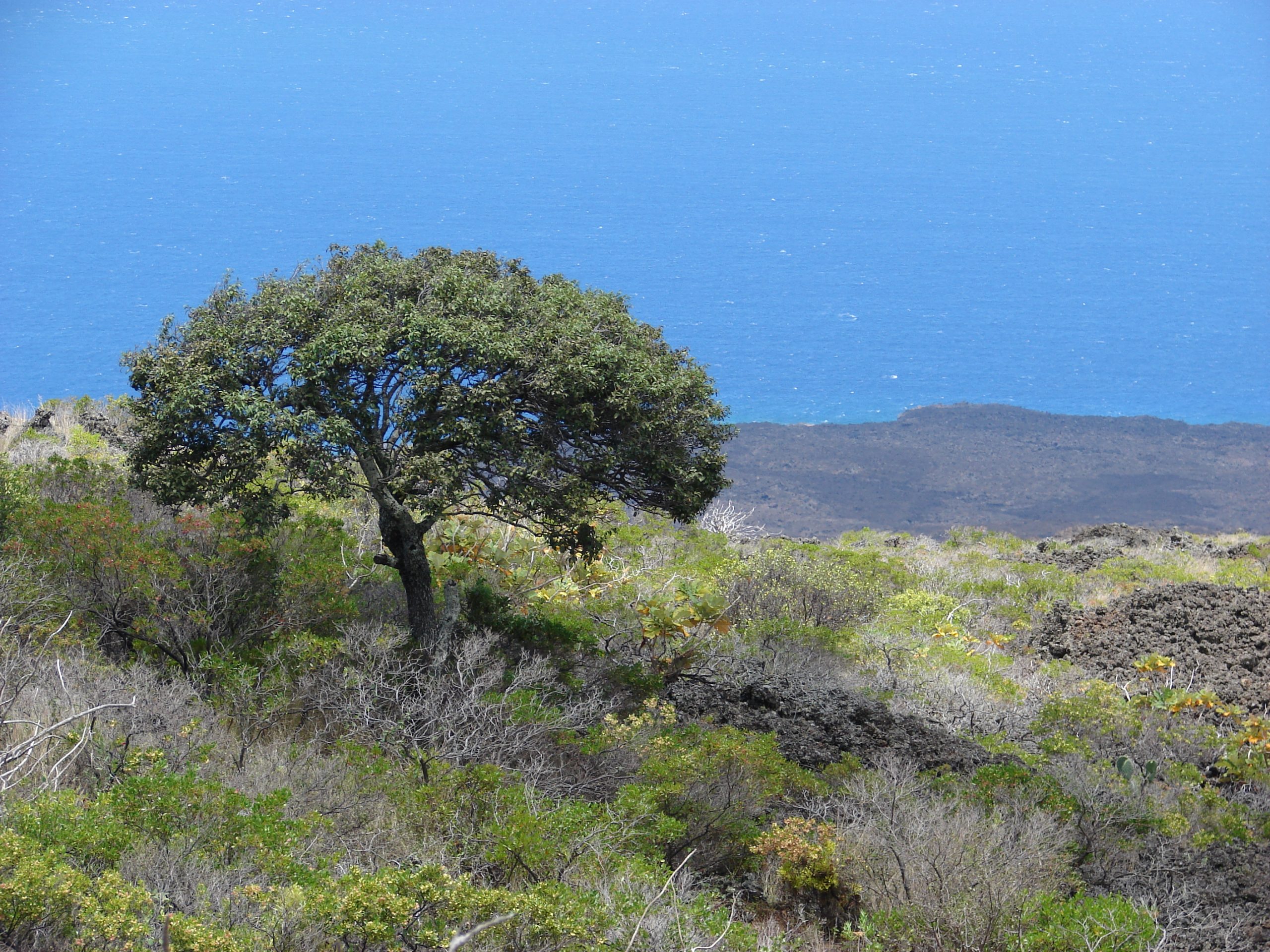 lama tree
