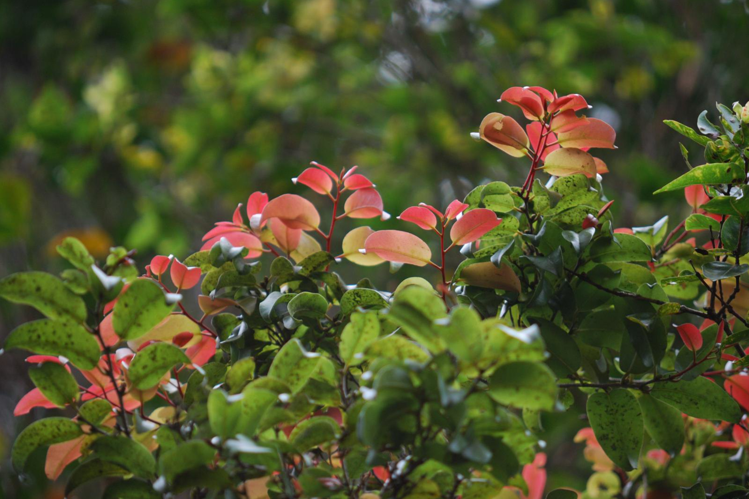 new leaves on lama