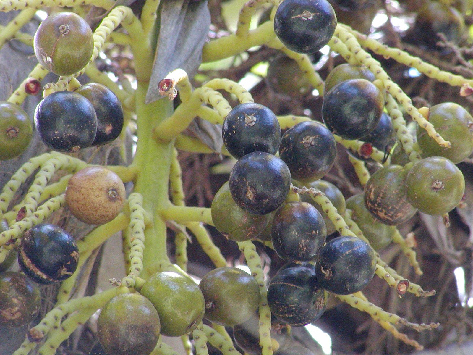 loulu fruit