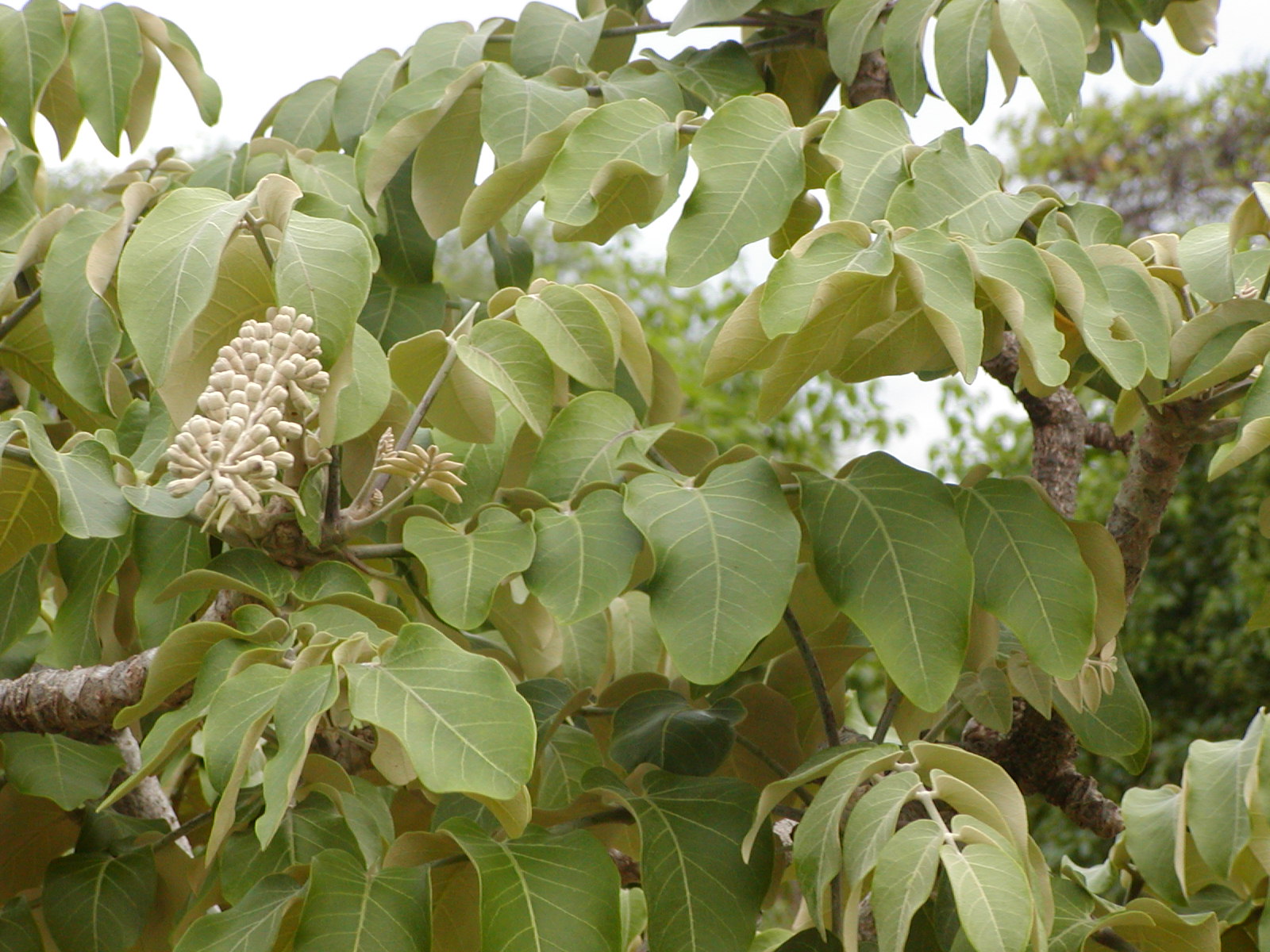 pokalakala leaves and flowers