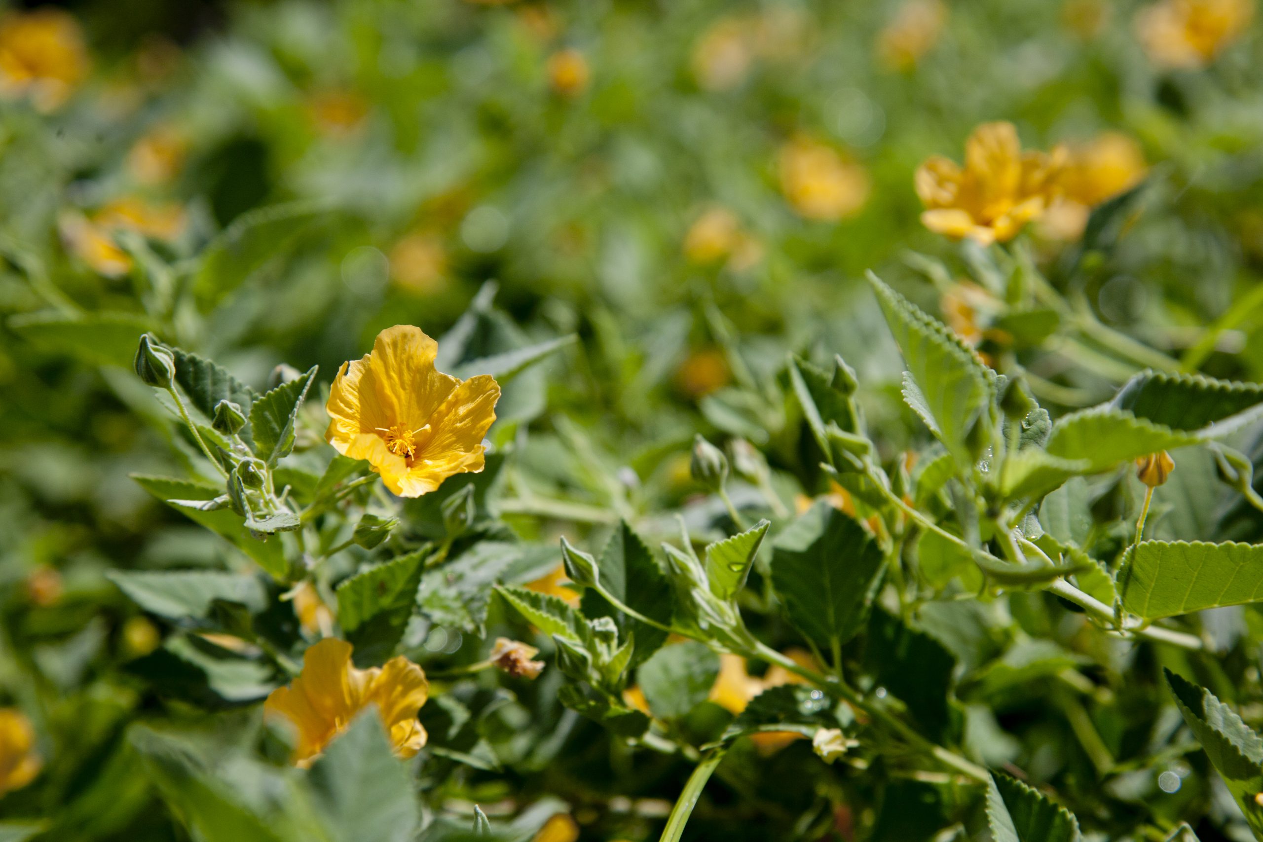Ilima flowers and leaves