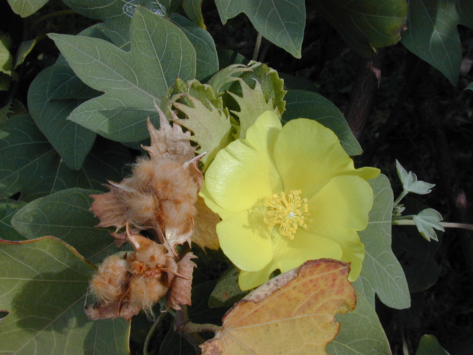 yellow maʻo flower and seeds