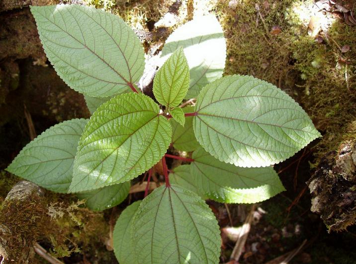 mamaki leaves