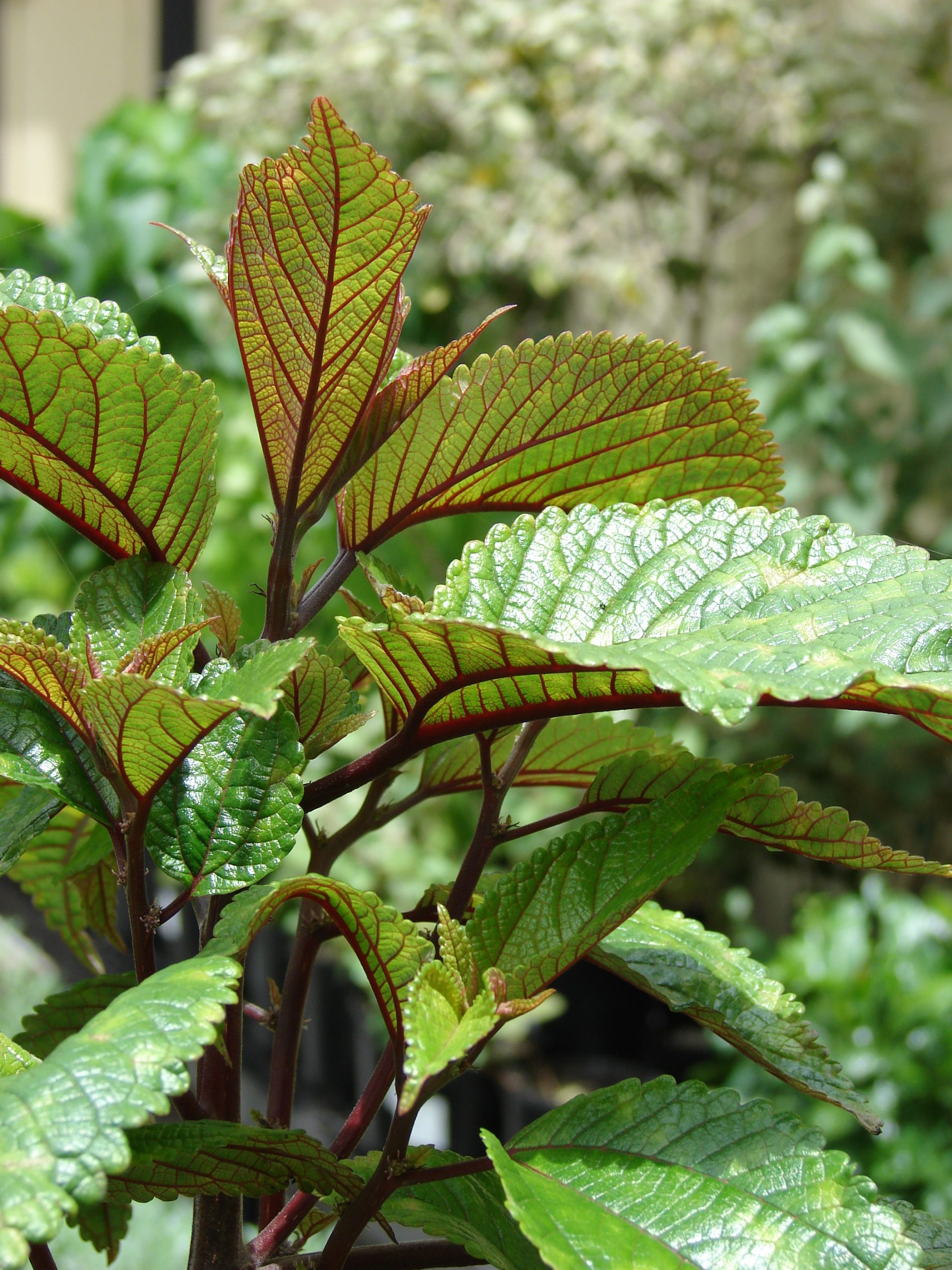 mamaki leaves
